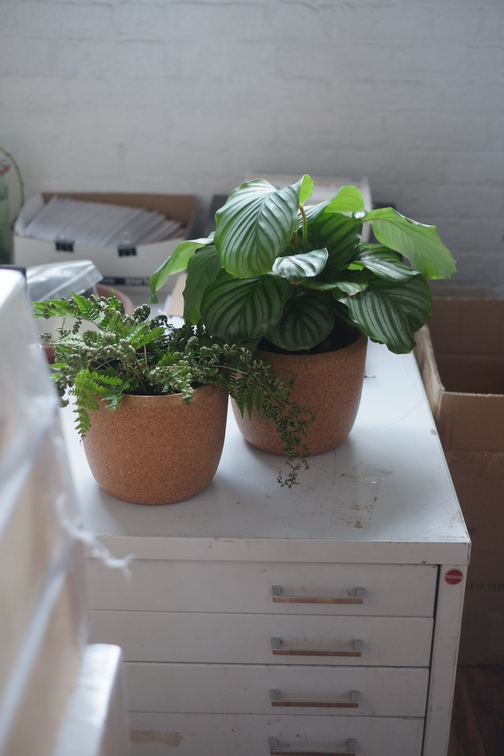 Craighill x Lichen Cloud Planter